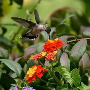 Meet your Posher, Lupe